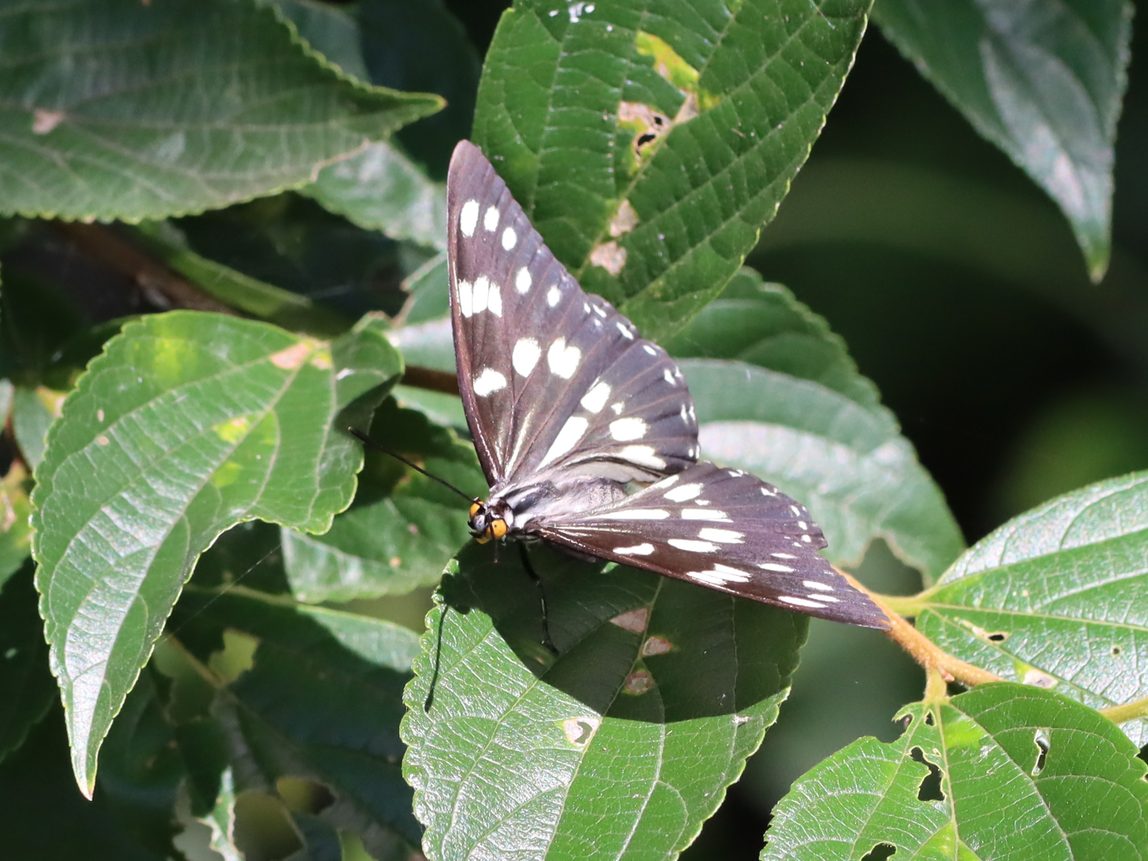ゴマダラチョウ